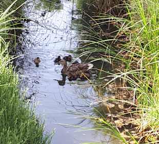 Naturpark S'Albufera