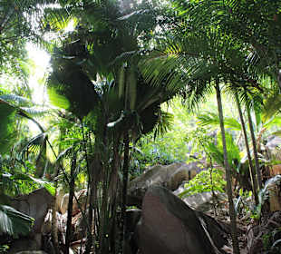 Wald im Naturpark Fond Ferdinand