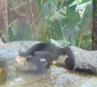 La Paz Waterfall Gardens