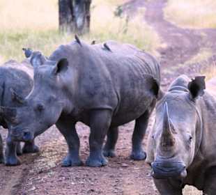 Nashörner