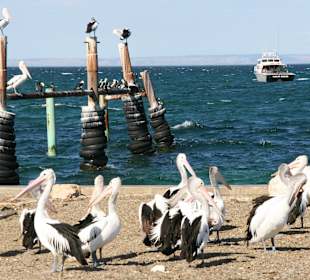 Warten auf die Fütterung 