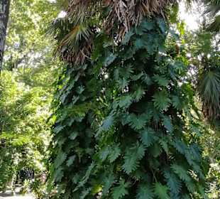 Sir Seewoosagur Ramgoolam Botanical Garden / Pamplemousses B
