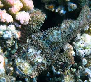 Noch ein Exemplar gut getarnt