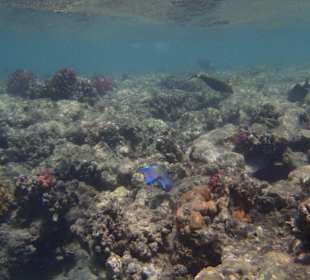 Šnorchlování Abu Dabab