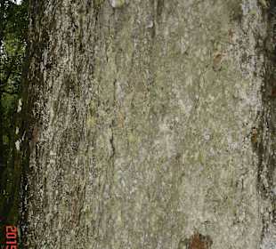 Tsitsikamma National Park