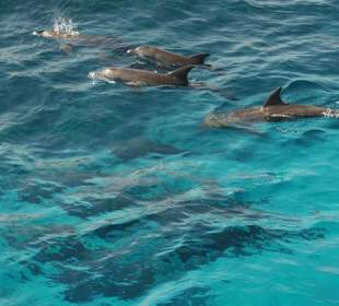 Delfin-Tour