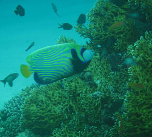 Wunderschön und vielfätig