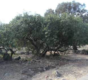 Nuraghe La Prisgiona