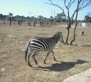 Zebras
