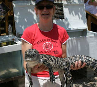 Aligator zum anfassen 2