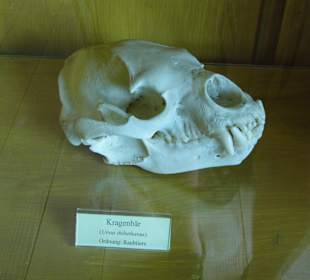 Arche Tierschädelsammlung