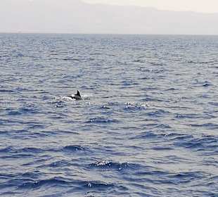 Schifffahrt 3 Insel Tour Kos