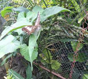 Tarsier Sanctuary