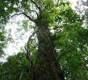 Riesiger duftender Baum