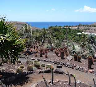 Kakteen Garten