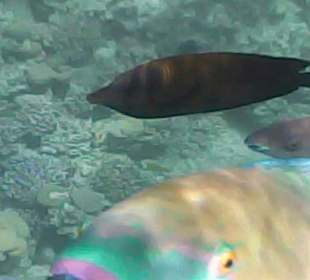 Schnorcheln Makadi Bay