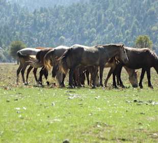Wildpferde Taurusgebirge