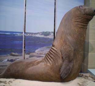 Zoologisches Forschungsmuseum Alexander Koenig