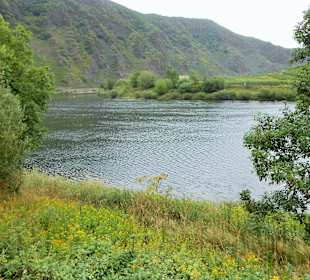 Blick auf die Mosel