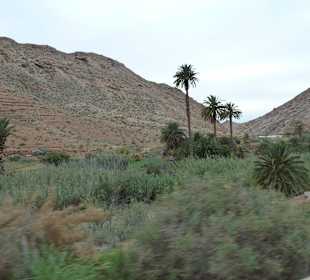 Palmental im Hintergrund kleiner Stausee
