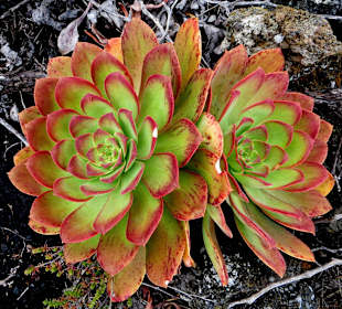 Farbenfroher Hauswurz