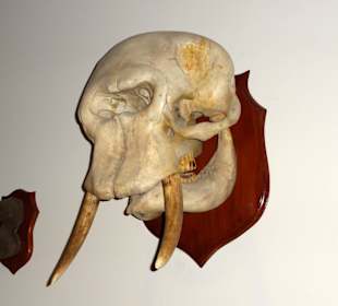 Naturalien-Kabinett des Landesmuseums