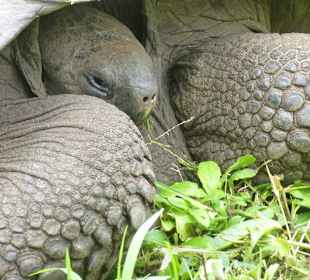 Riesenschildkröten in freier Natur