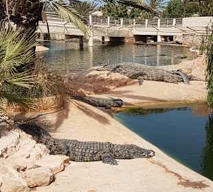 Krokodilfarm Animalia