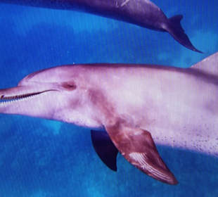 Delfinausflug mit Mo 