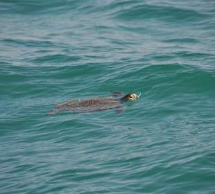 Caretta-Schildkröte