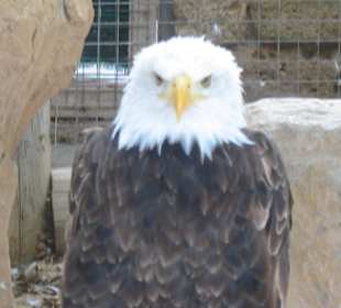 Adler im Jungel Park