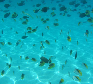 Schnorcheln in der Lagune