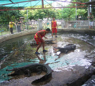 Krokodil-Show