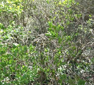 Arboretum