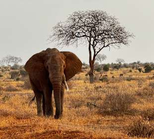 Zu groß zum mitnehmen 😀