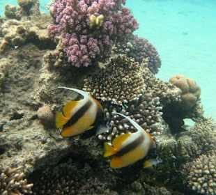 Fische