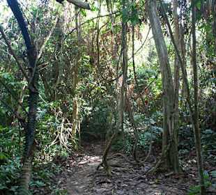 Dżungla w parku Taman Negara