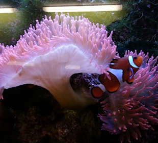 Meeresaquarium am Fichtelberg