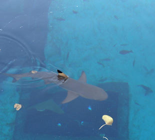 Hai Im Aquarium