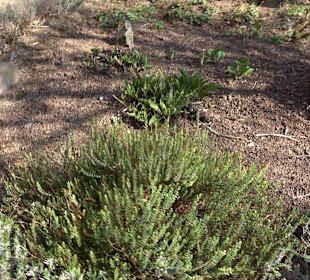 Apothekergarten Ettlingen