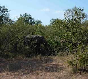Krüger Nationalpark