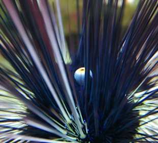 im Aquarium MOŘSKÝ SVĚT