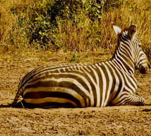 Maasai Zebra