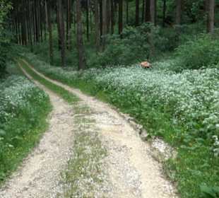 Premiumwanderweg "hochgehackert"