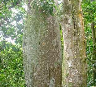 Jeep-Safari im Nationalpark