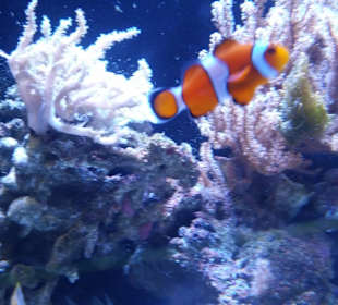 Zoo Wrocław