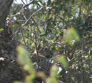Leopard im Nationalpark