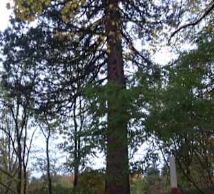 Naturdenkmal Mammutbaum