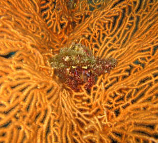 Moos mit Augen und Beinen?