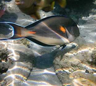2014, auch der Doktorfisch war immer zu sehen